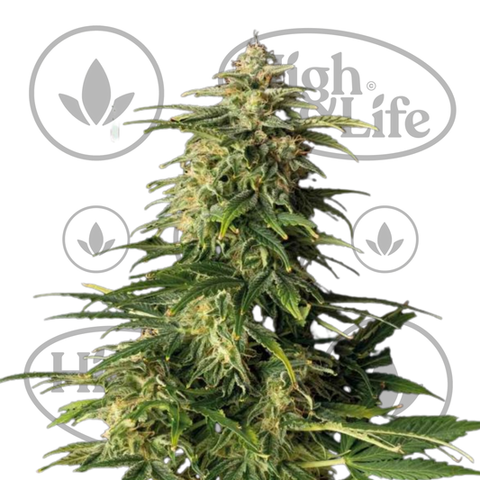 Osta Alaskan Purple (Auto) kannabiksen siemenet High & Life Storesta