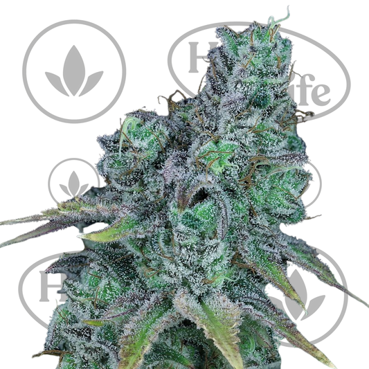 Osta Jack Herer (Fast) kannabiksen siemenet High & Life Storesta