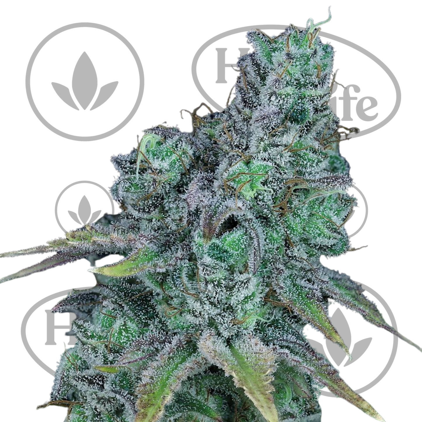 Osta Jack Herer (Fast) kannabiksen siemenet High & Life Storesta