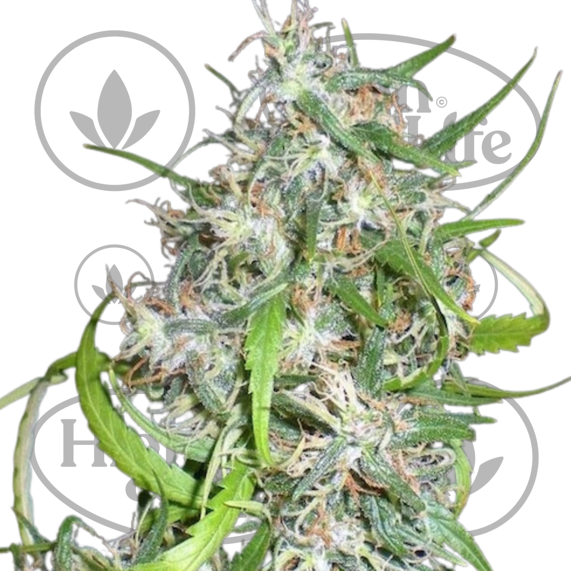 Osta Mama Thai kannabiksen siemenet High & Life Storesta