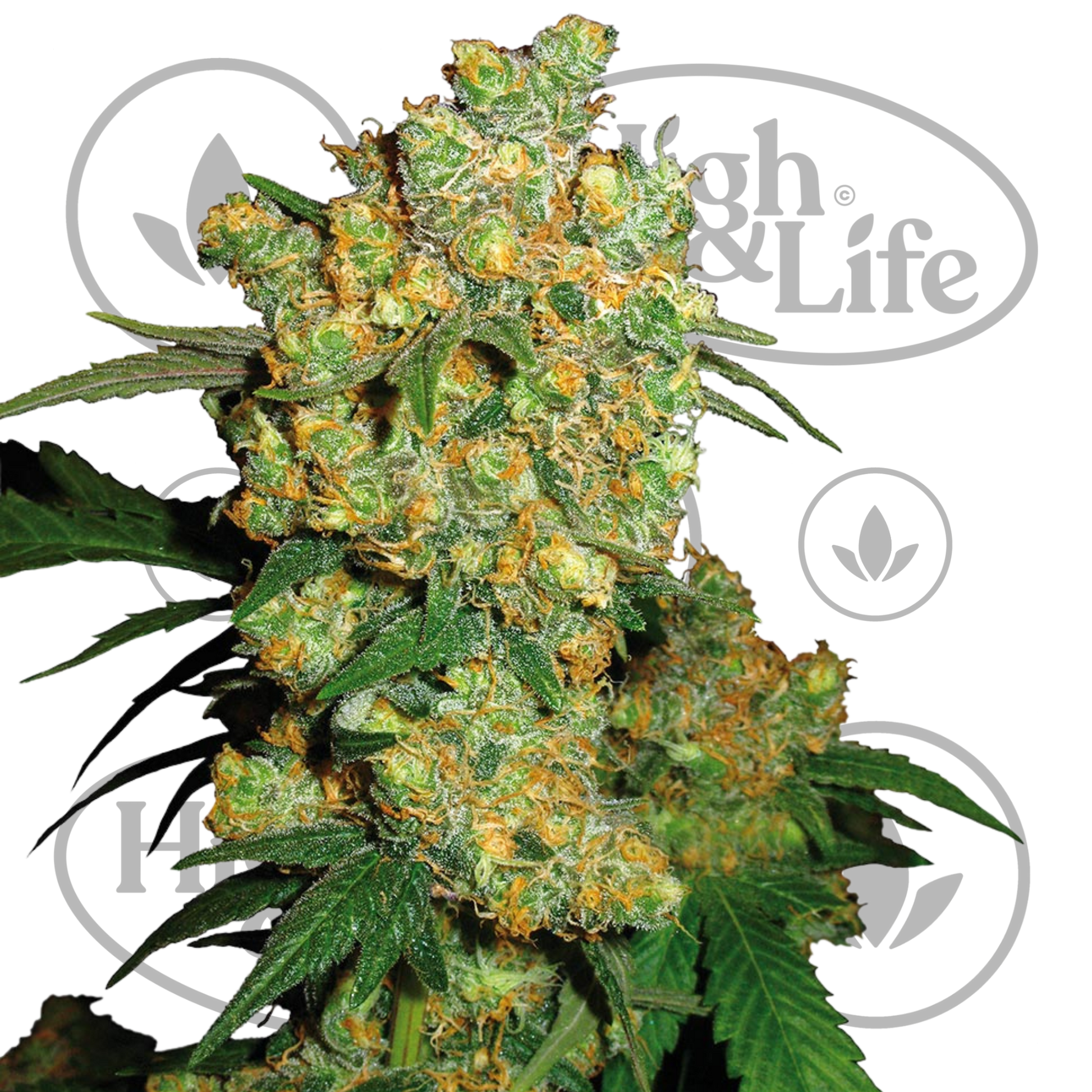 Osta Big Bud kannabiksen siemenet High & Life Storesta