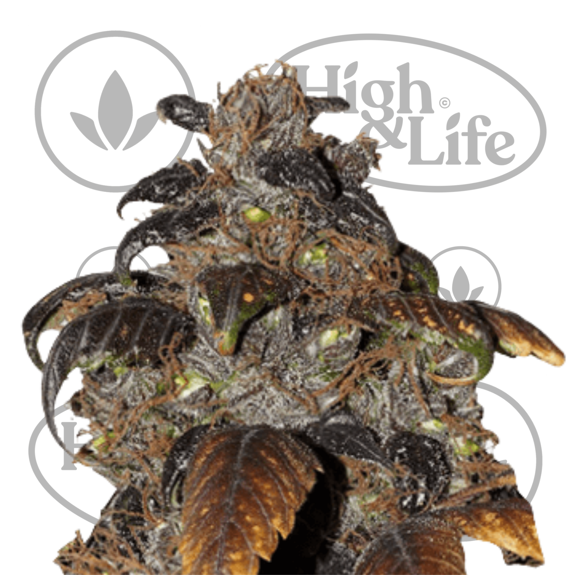 Osta Purple Bud kannabiksen siemenet High & Life Storesta