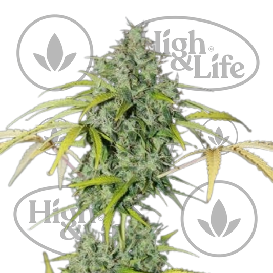 Osta Amnesia kannabiksen siemenet High & Life Storesta