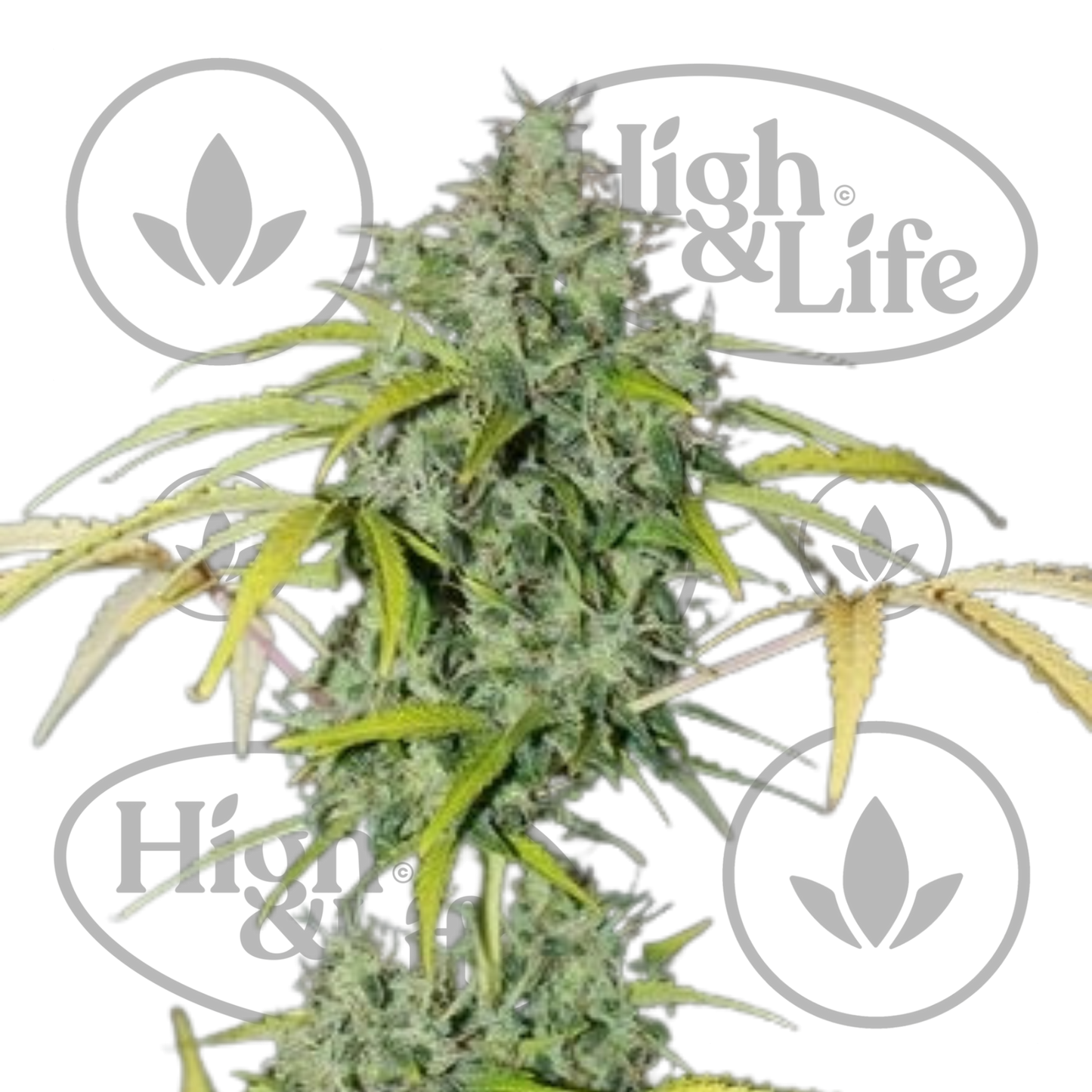 Osta Amnesia kannabiksen siemenet High & Life Storesta