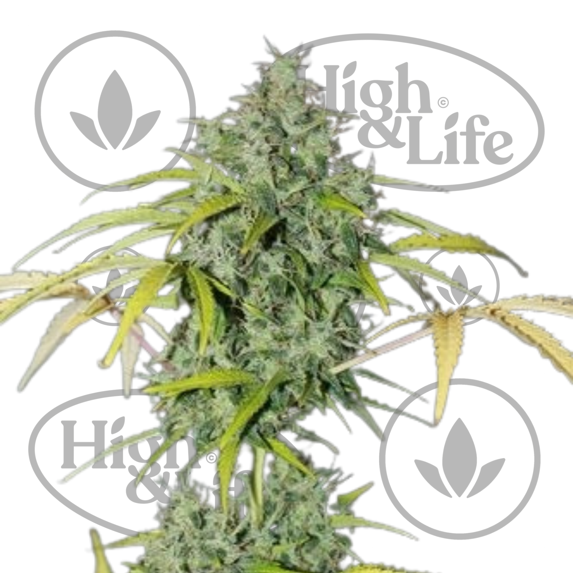 Osta Amnesia kannabiksen siemenet High & Life Storesta