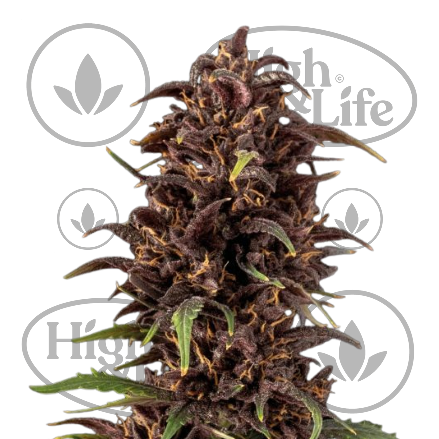 Osta Purple Kush CBD 1:1 (Auto) kannabiksen siemenet High & Life Storesta