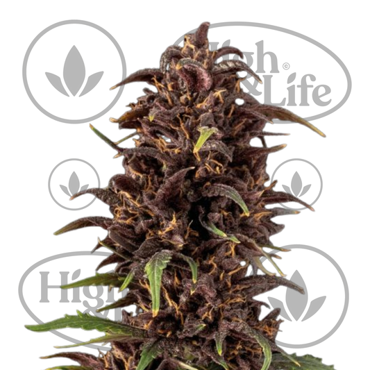 Osta Purple Kush CBD 1:1 (Auto) kannabiksen siemenet High & Life Storesta
