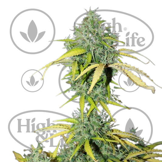 Osta Amnesia (Auto) kannabiksen siemenet High & Life Storesta