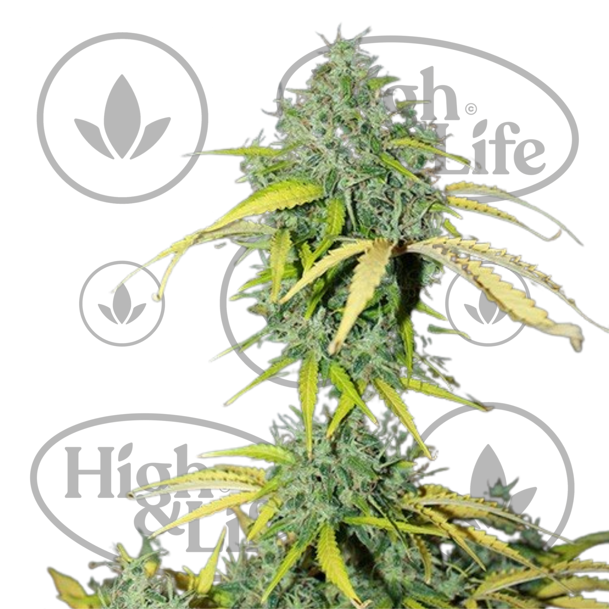 Osta Amnesia (Auto) kannabiksen siemenet High & Life Storesta