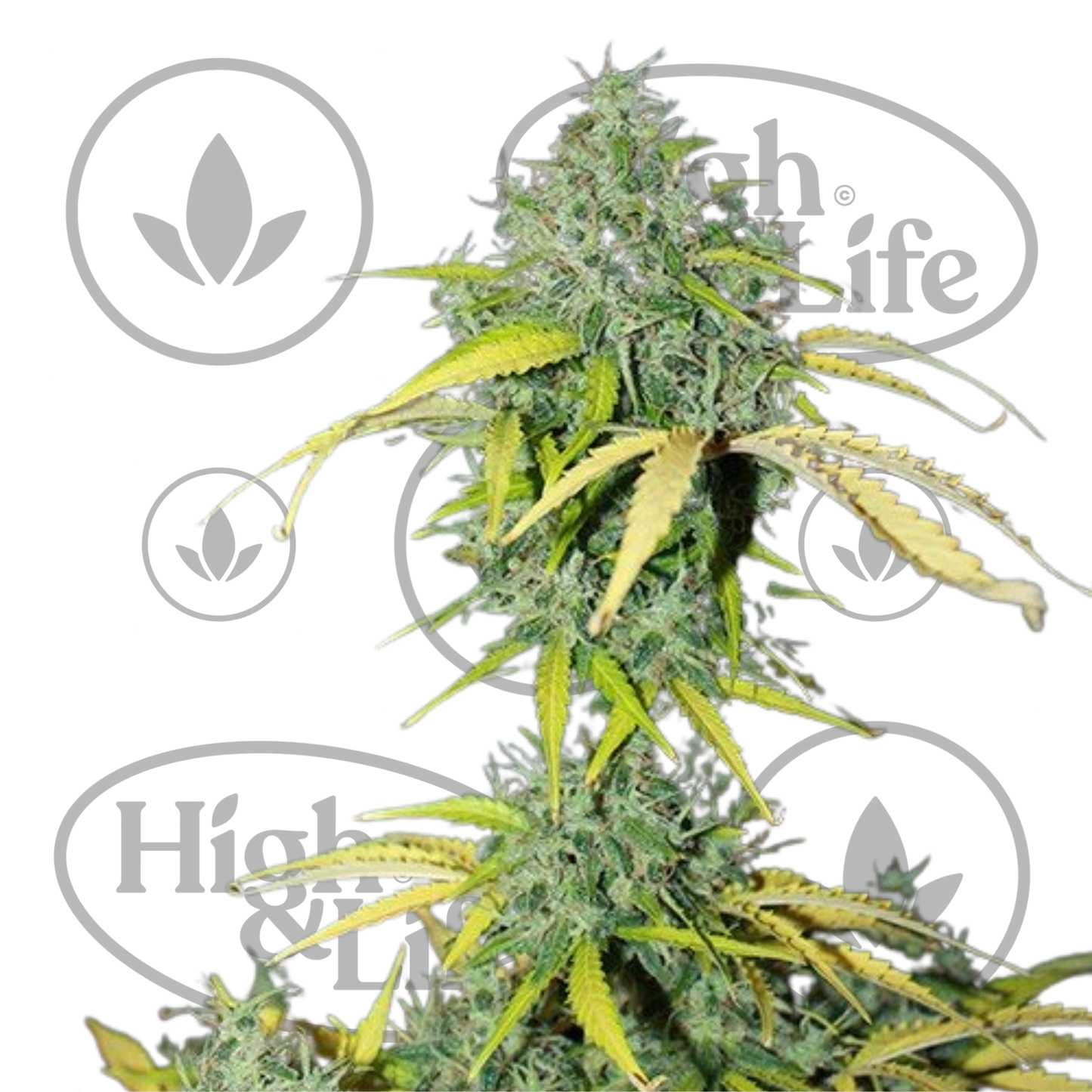 Osta Amnesia (Auto) kannabiksen siemenet High & Life Storesta