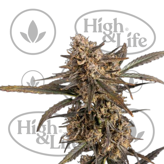 Osta Green Crack (Auto) kannabiksen siemenet High & Life Storesta