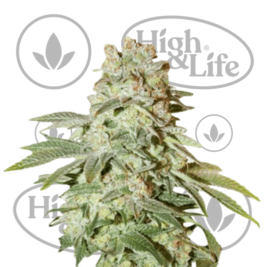 Osta Power Plant (Auto) kannabiksen siemenet High & Life Storesta