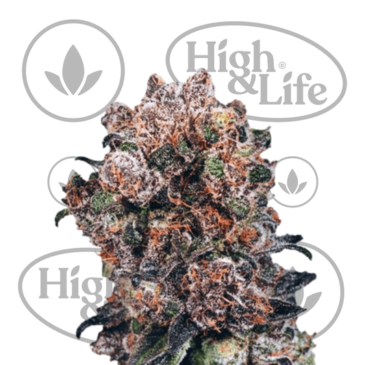 Osta Blueberry kannabiksen siemenet High & Life Storesta