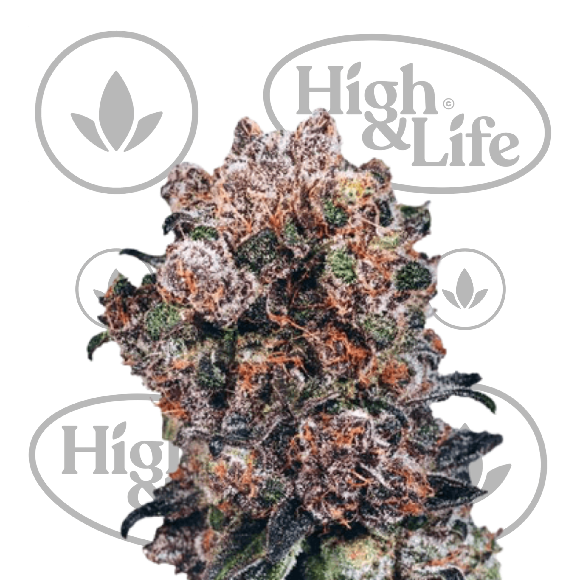 Osta Blueberry kannabiksen siemenet High & Life Storesta