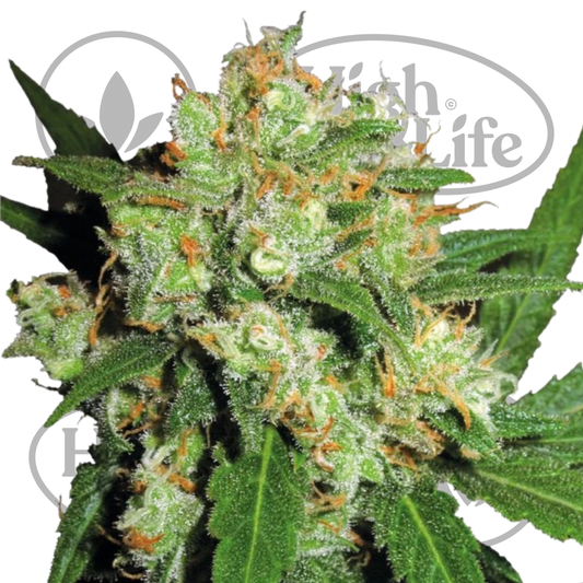 Osta Sensi Skunk kannabiksen siemenet High & Life Storesta
