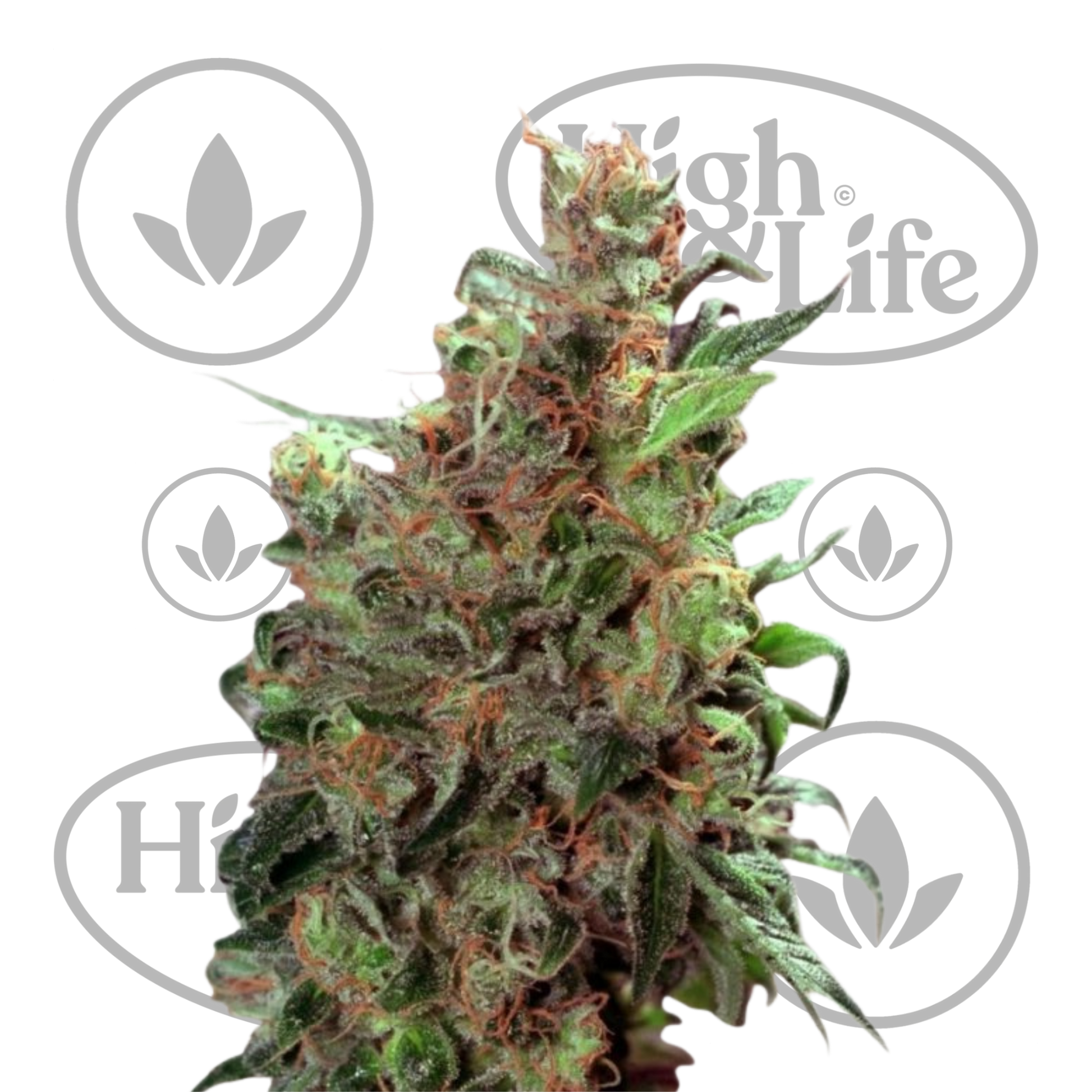 Osta Californian Orange kannabiksen siemenet High & Life Storesta