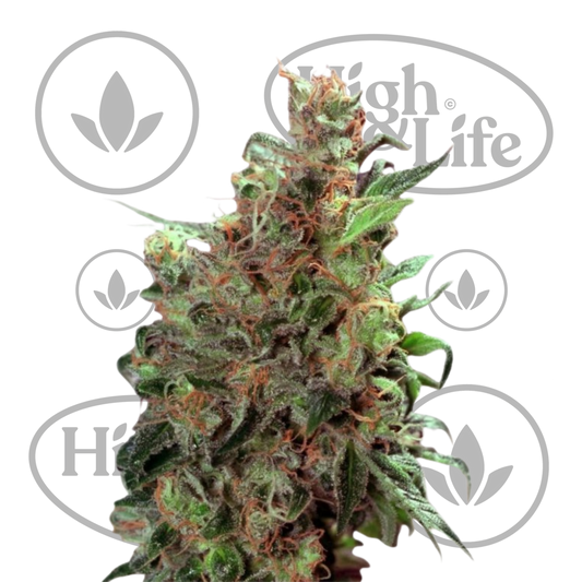 Osta Californian Orange kannabiksen siemenet High & Life Storesta