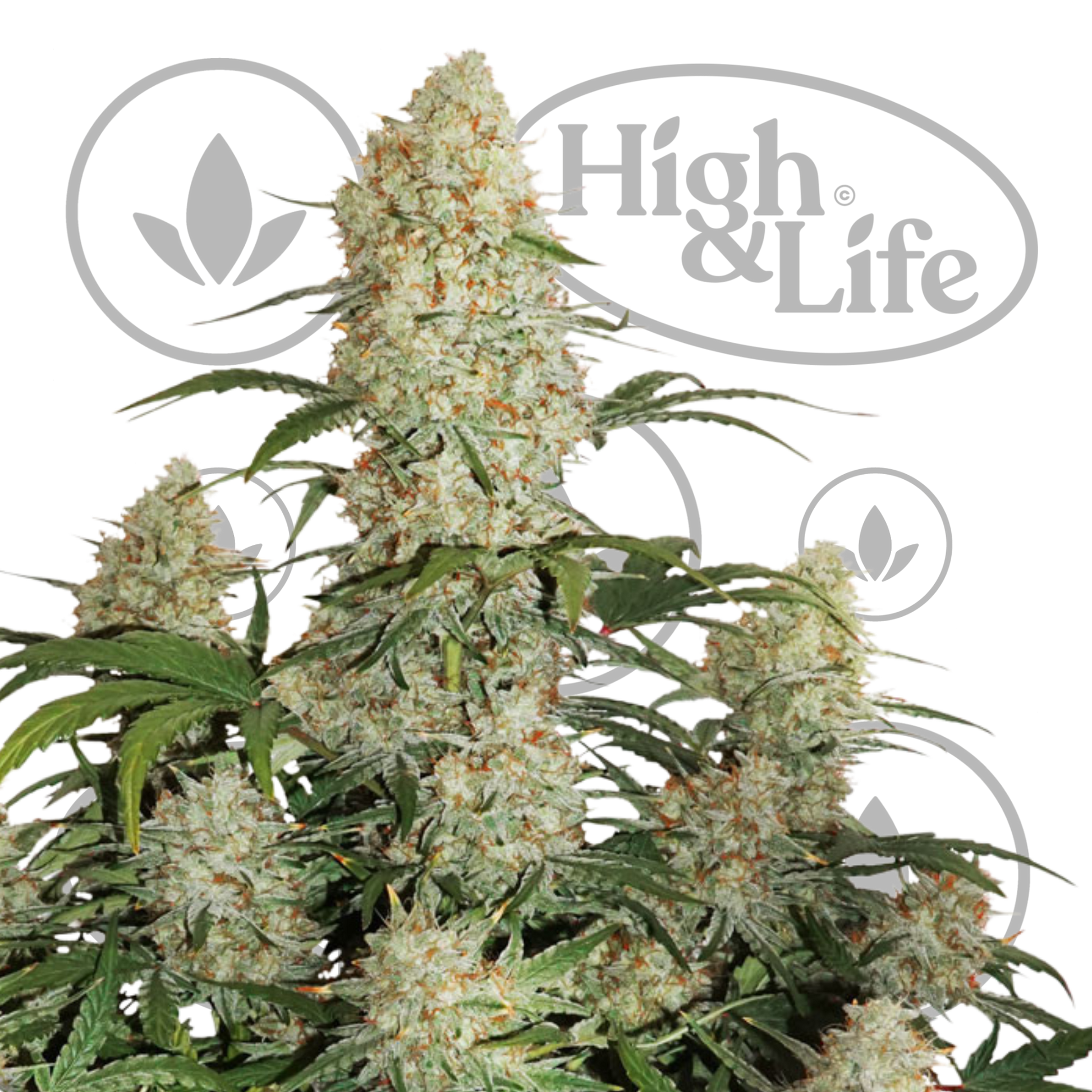 Osta Critical Orange Punch 5 kpl kannabiksen siemenet High & Life Storesta