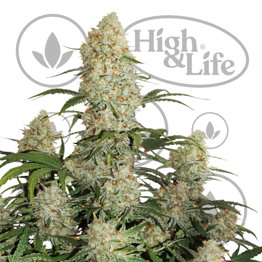 Osta Critical Orange Punch 5 kpl kannabiksen siemenet High & Life Storesta