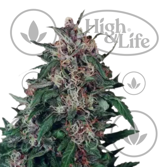 Osta Hollands Hope kannabiksen siemenet High & Life Storesta