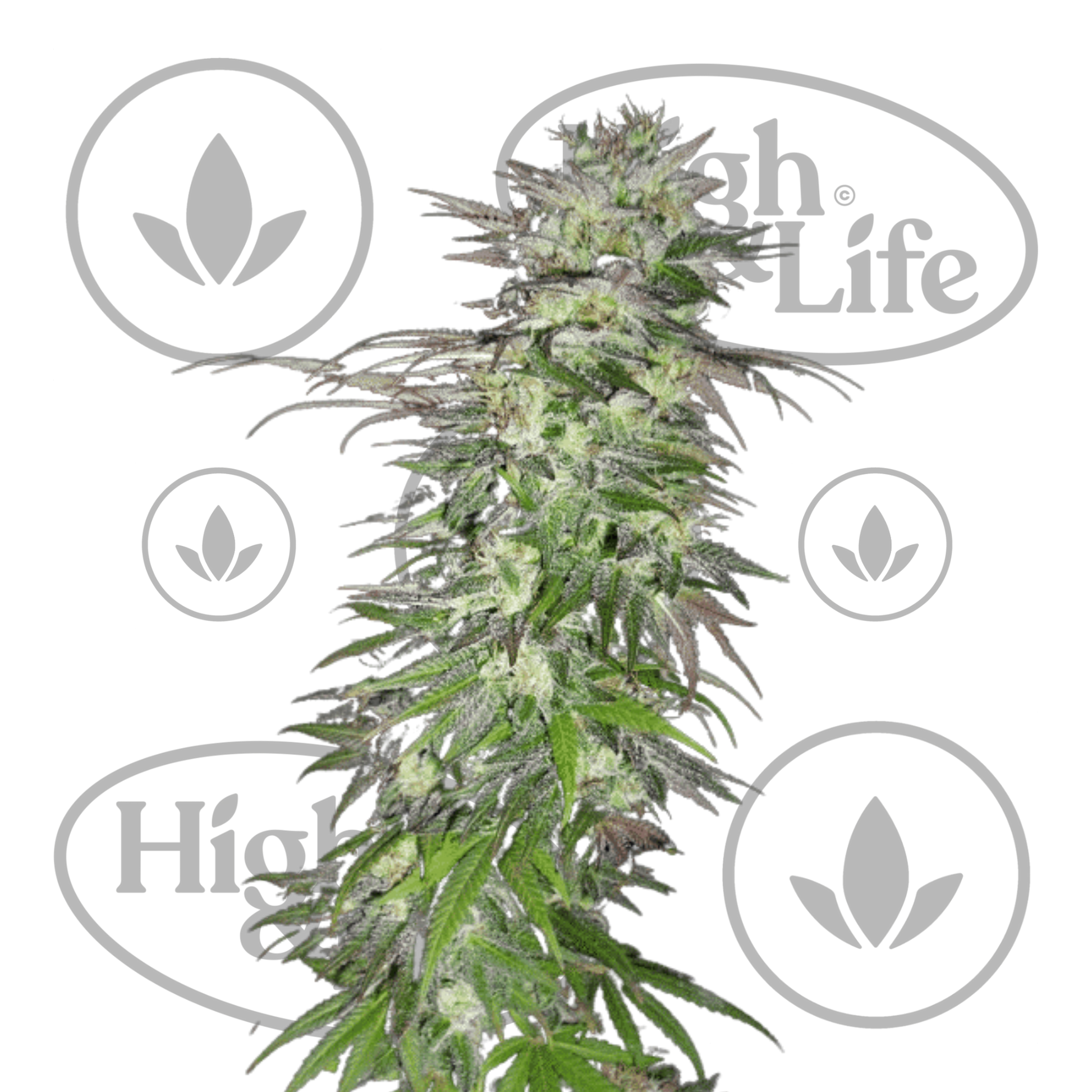 Osta Snow Bud kannabiksen siemenet High & Life Storesta