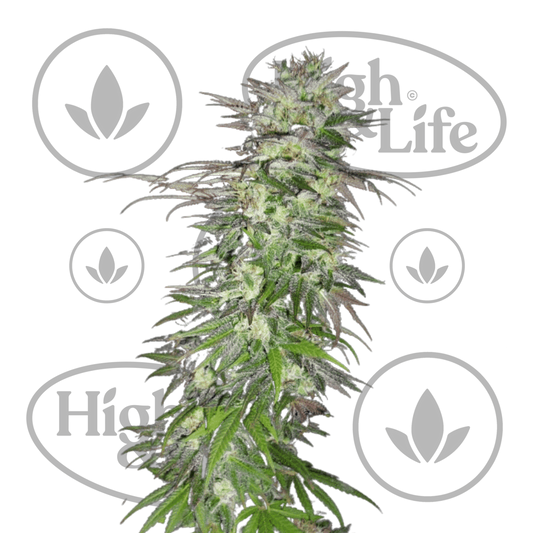Osta Snow Bud kannabiksen siemenet High & Life Storesta