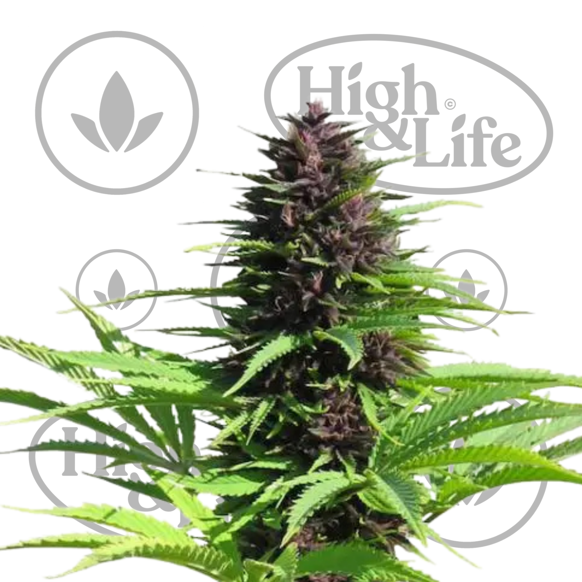 Osta Shaman kannabiksen siemenet High & Life Storesta