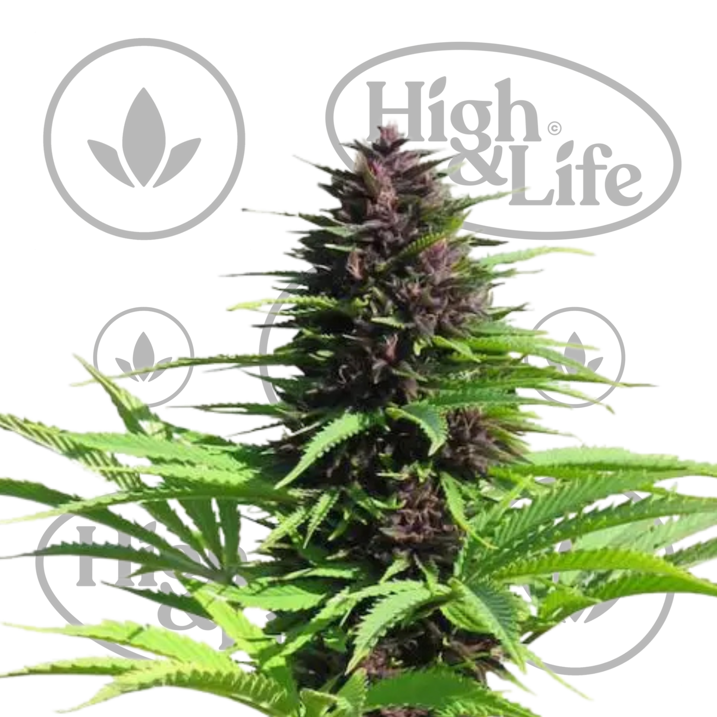 Osta Shaman kannabiksen siemenet High & Life Storesta