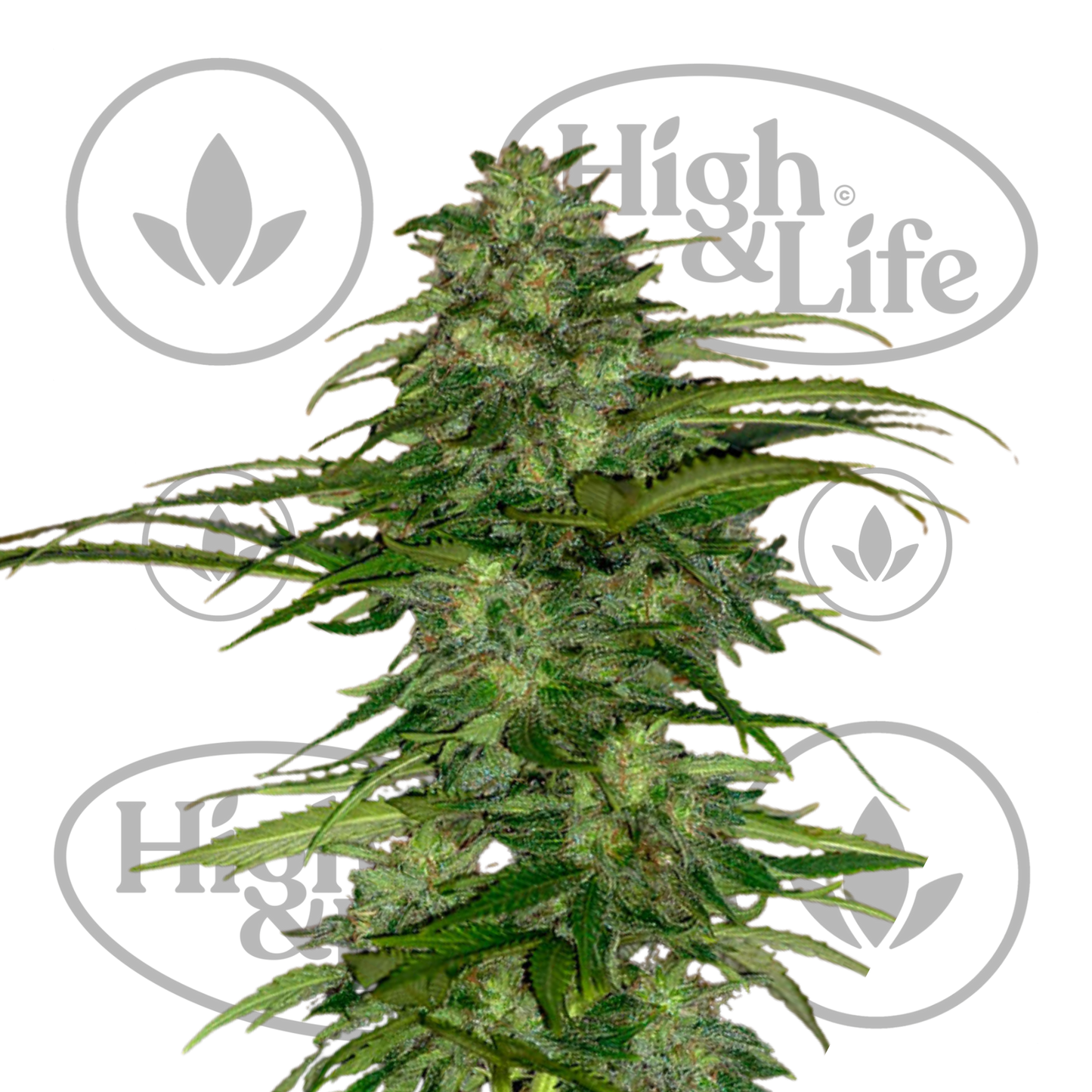 Osta Skunk #1 kannabiksen siemenet High & Life Storesta