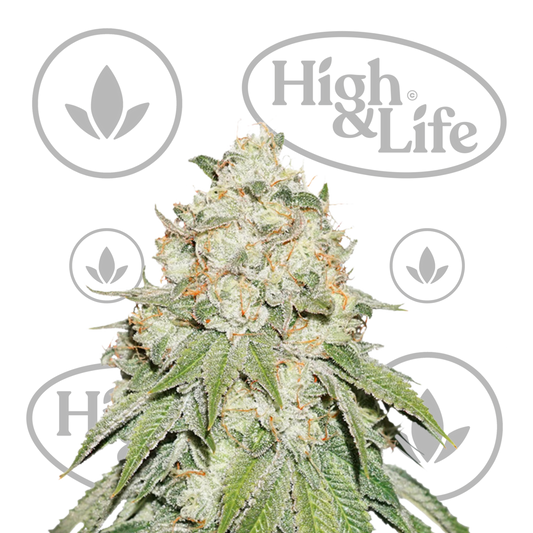 Osta Banana Blaze kannabiksen siemenet High & Life Storesta