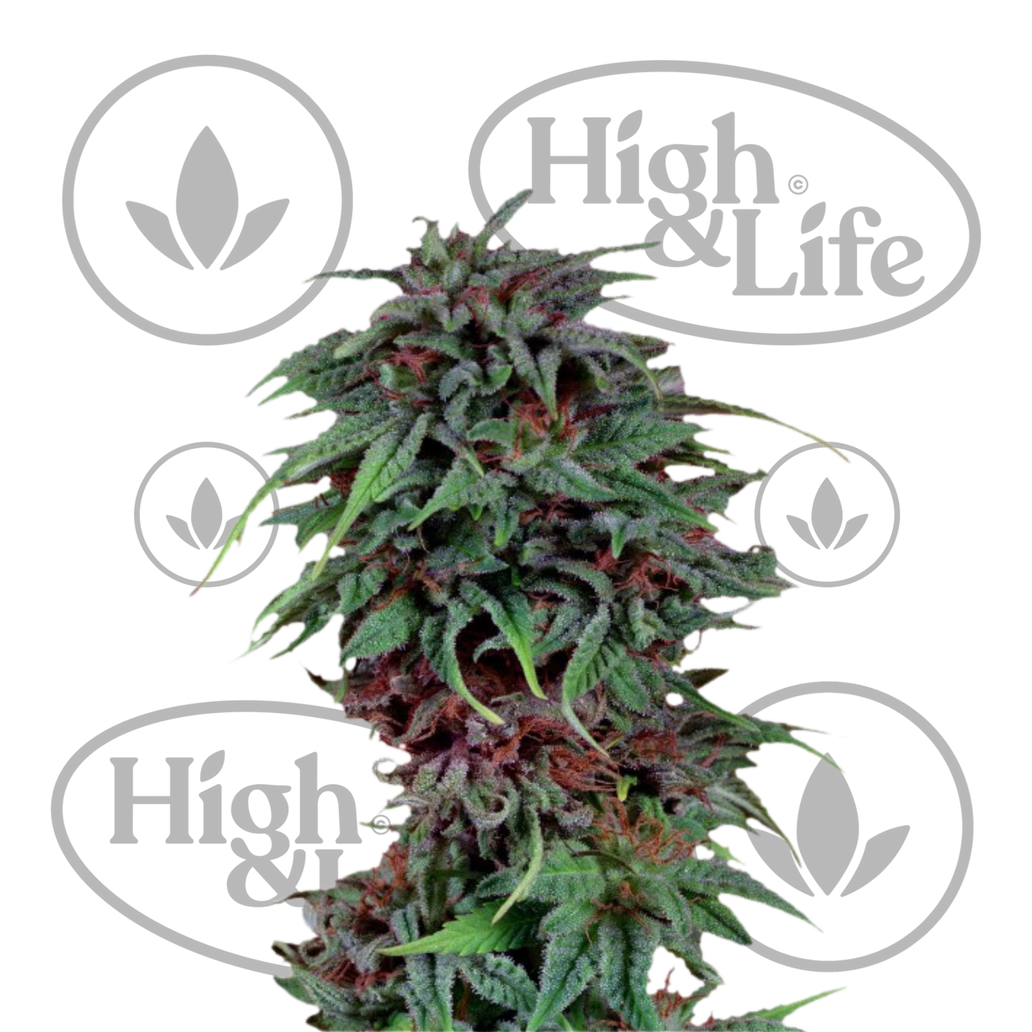 Osta Durban Poison kannabiksen siemenet High & Life Storesta