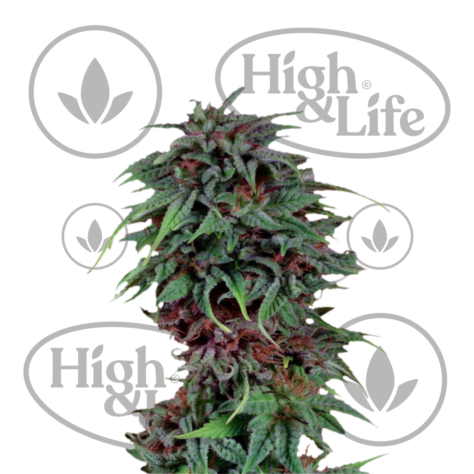 Osta Durban Poison kannabiksen siemenet High & Life Storesta