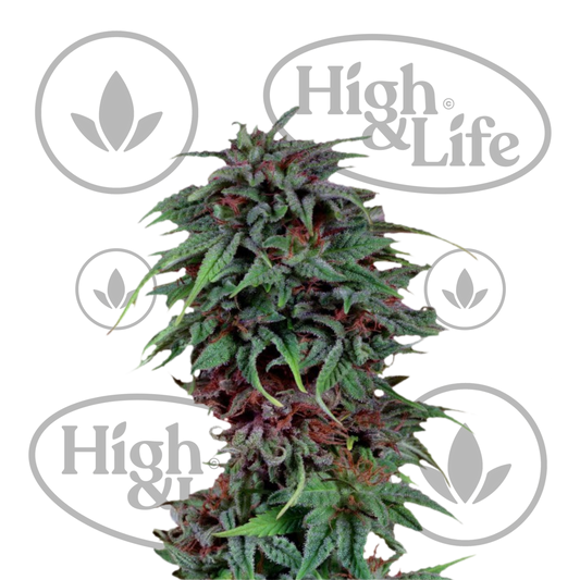 Osta Durban Poison kannabiksen siemenet High & Life Storesta