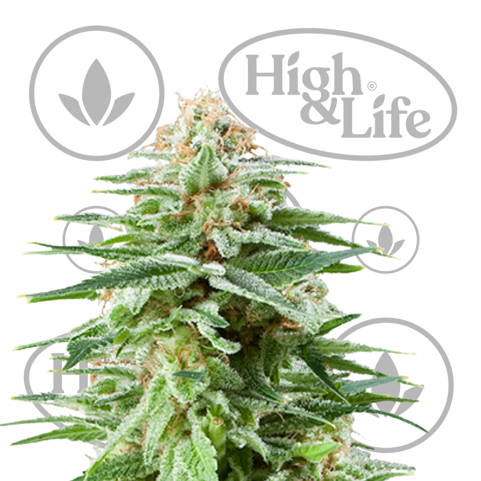Osta White Widow kannabiksen siemenet High & Life Storesta