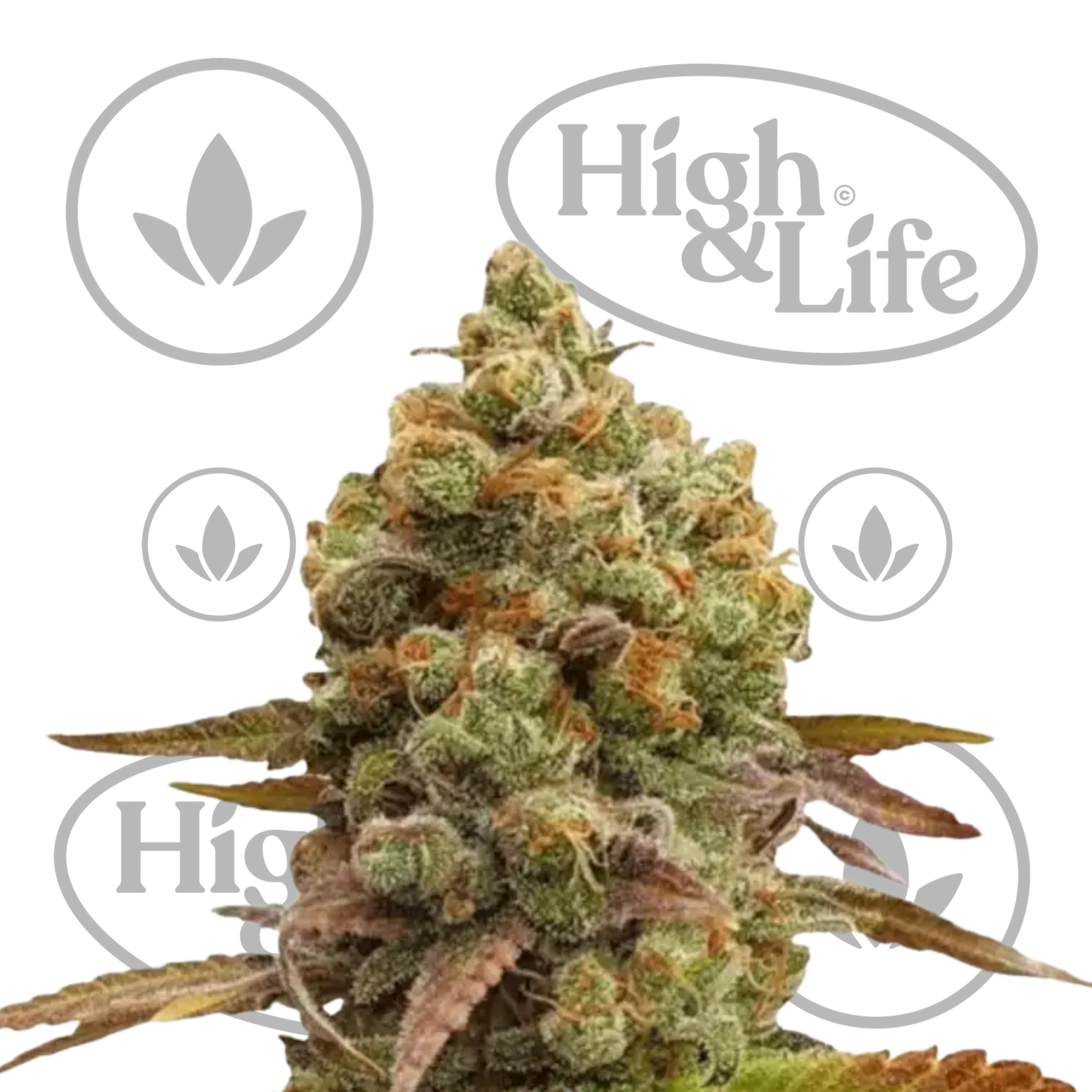 Osta Northern Lights kannabiksen siemenet High & Life Storesta