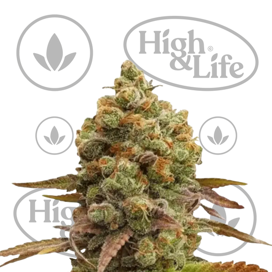 Osta Northern Lights kannabiksen siemenet High & Life Storesta
