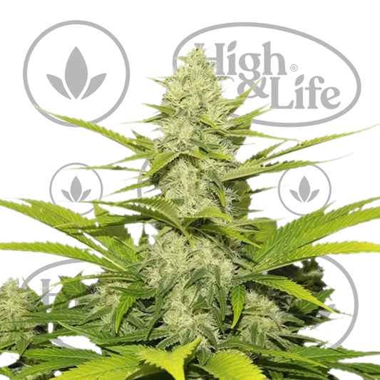 Osta Skunk XL kannabiksen siemenet High & Life Storesta