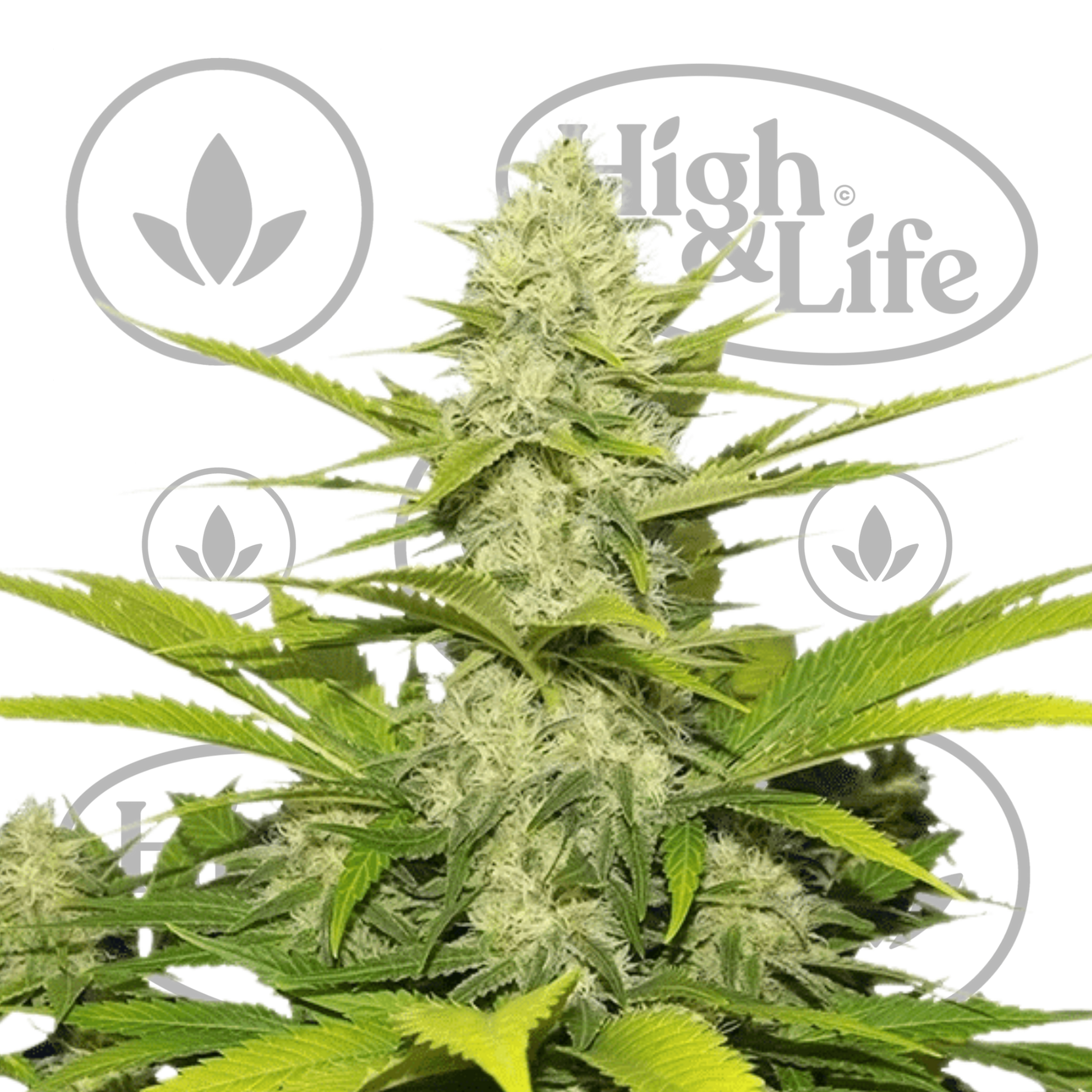 Osta Skunk XL kannabiksen siemenet High & Life Storesta