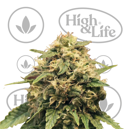 Osta Special Kush #1 kannabiksen siemenet High & Life Storesta