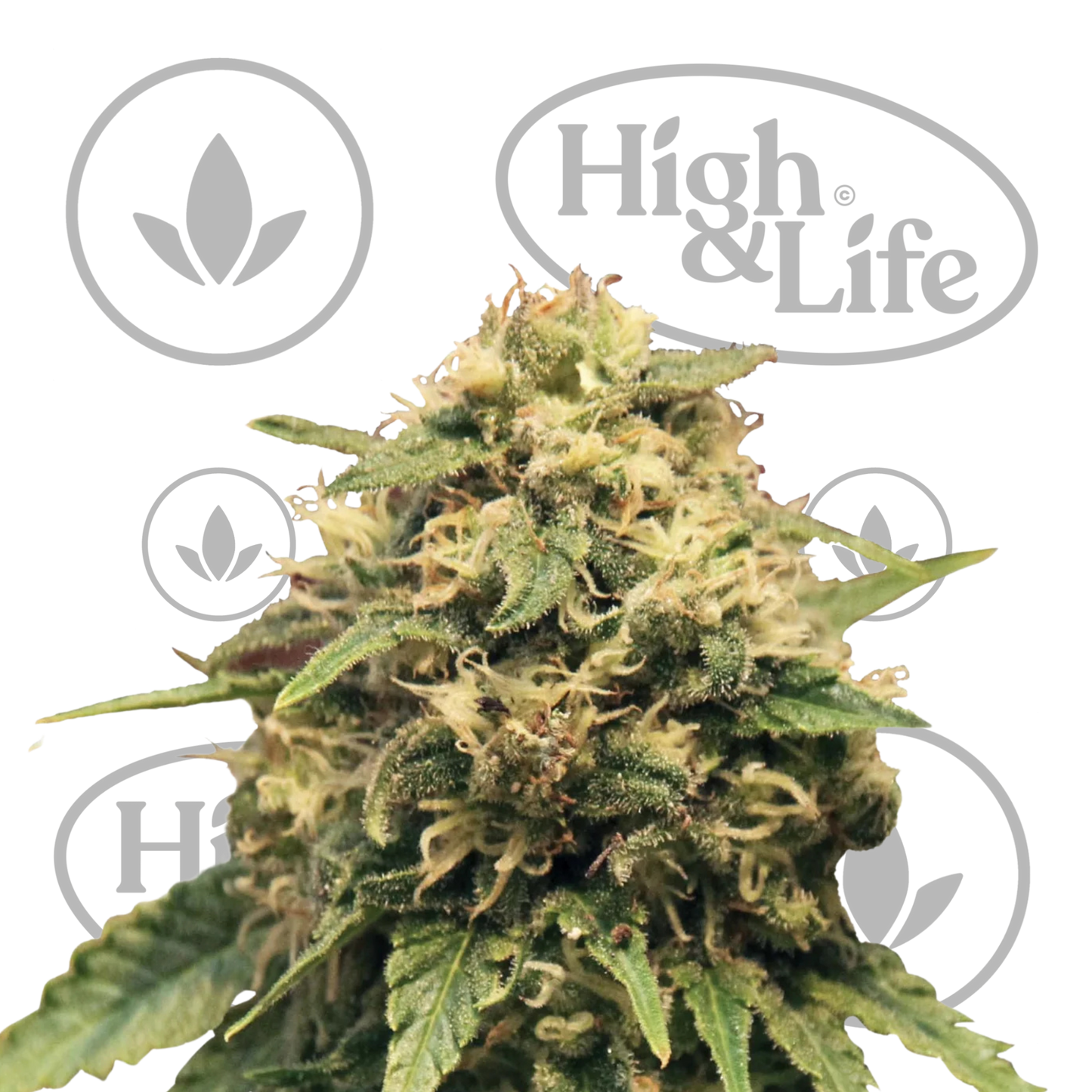 Osta Special Kush #1 kannabiksen siemenet High & Life Storesta