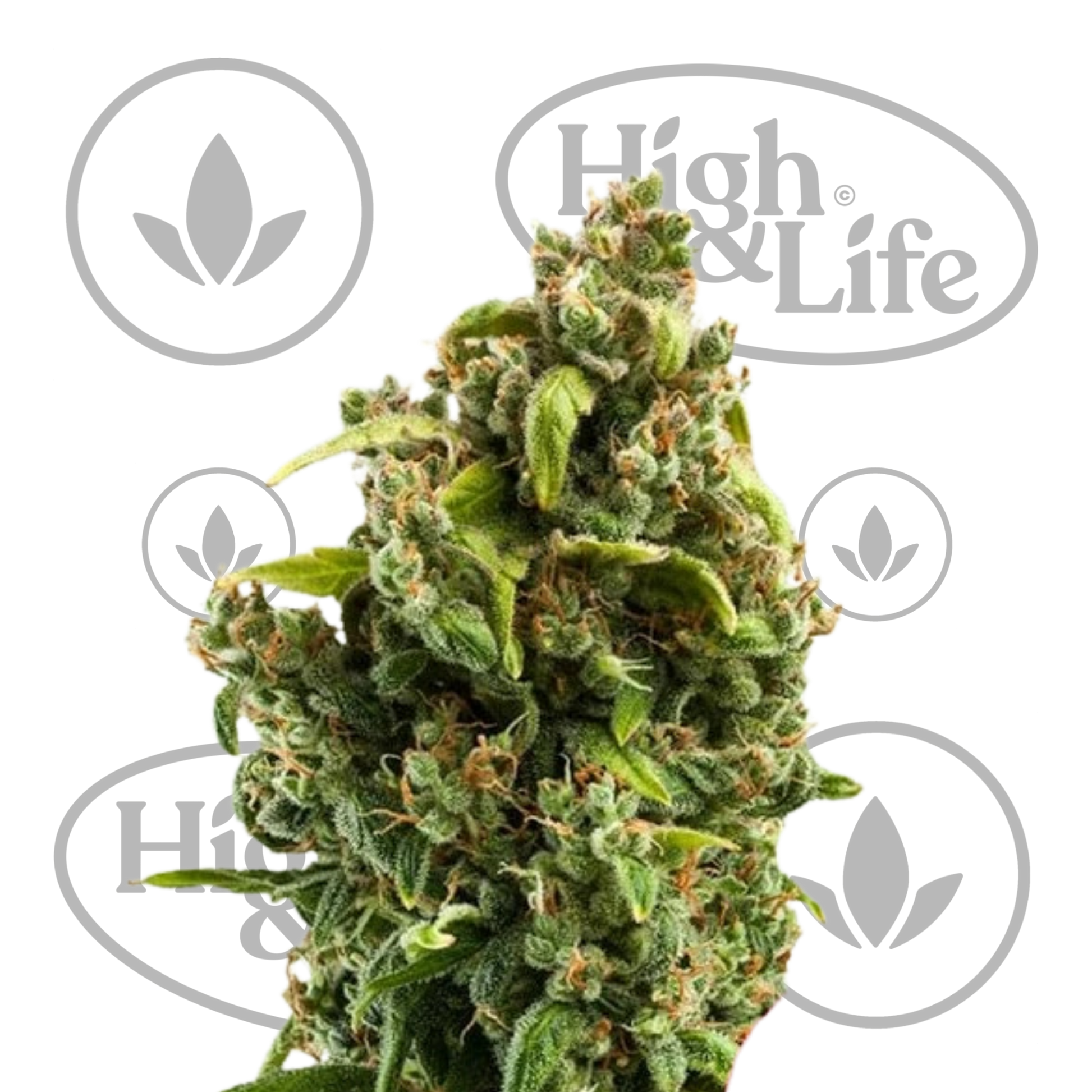 Osta Sour Diesel kannabiksen siemenet High & Life Storesta