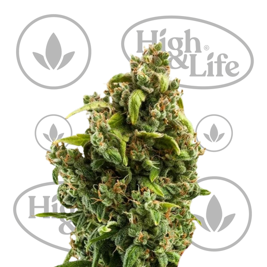 Osta Sour Diesel kannabiksen siemenet High & Life Storesta