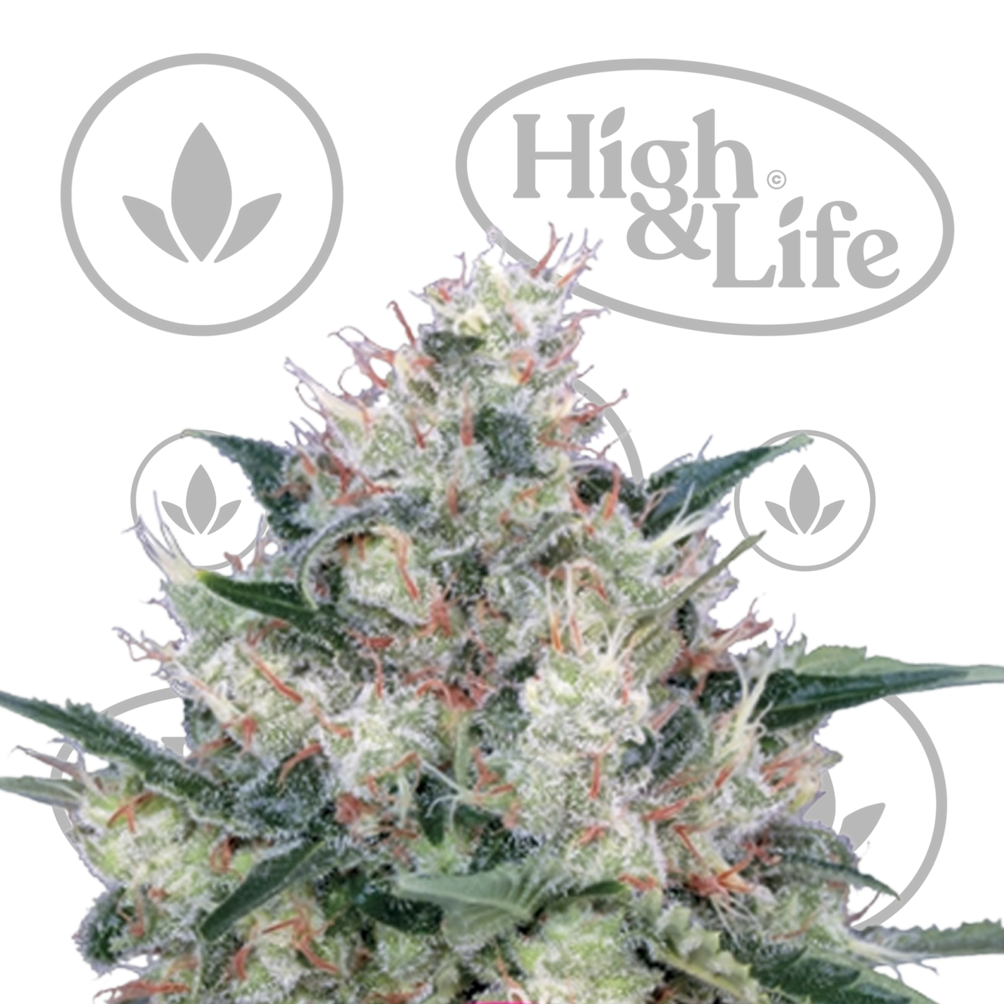 Osta Honey Cream (Fast) kannabiksen siemenet High & Life Storesta