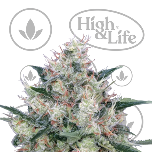 Osta Honey Cream (Fast) kannabiksen siemenet High & Life Storesta