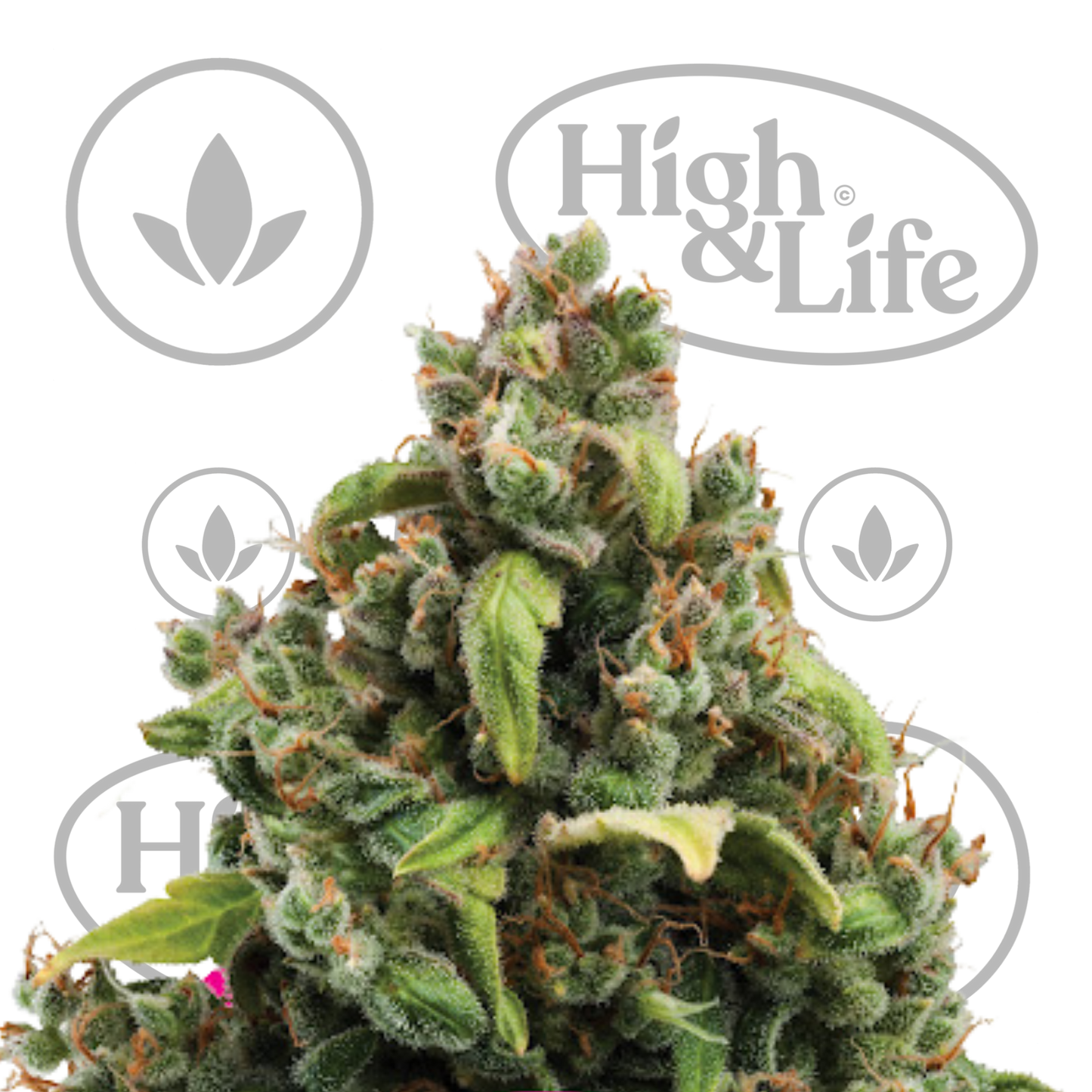 Osta Candy Kush Express (Fast) kannabiksen siemenet High & Life Storesta