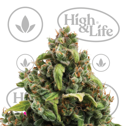 Osta Candy Kush Express (Fast) kannabiksen siemenet High & Life Storesta