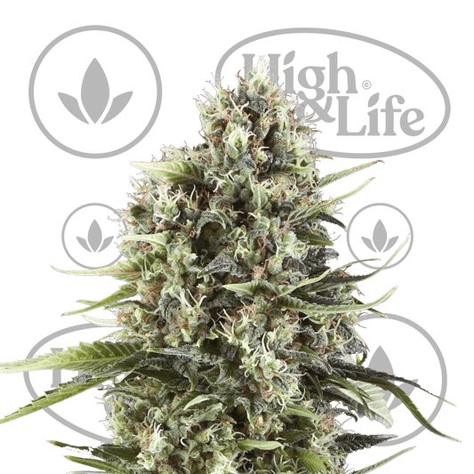 Osta Chocolate Haze kannabiksen siemenet High & Life Storesta