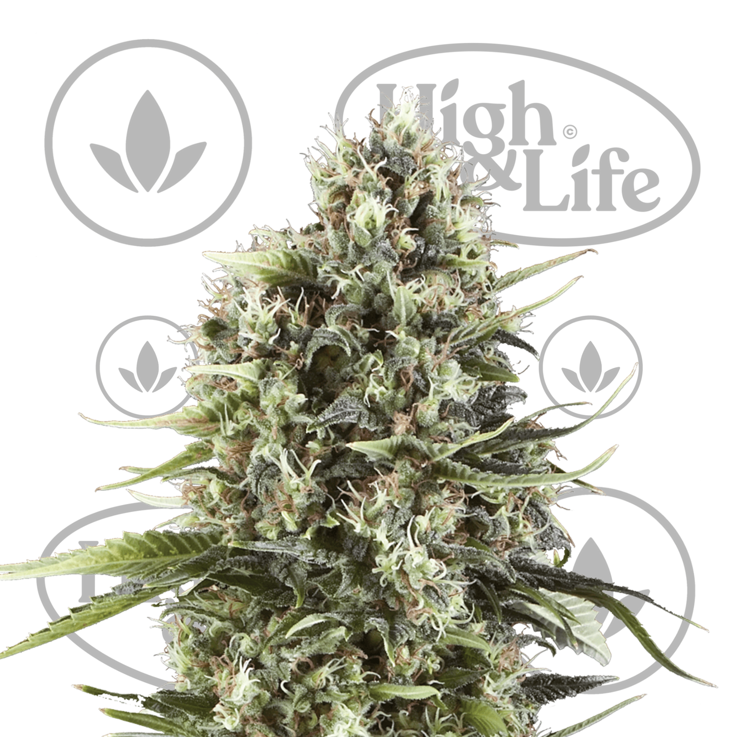 Osta Chocolate Haze kannabiksen siemenet High & Life Storesta