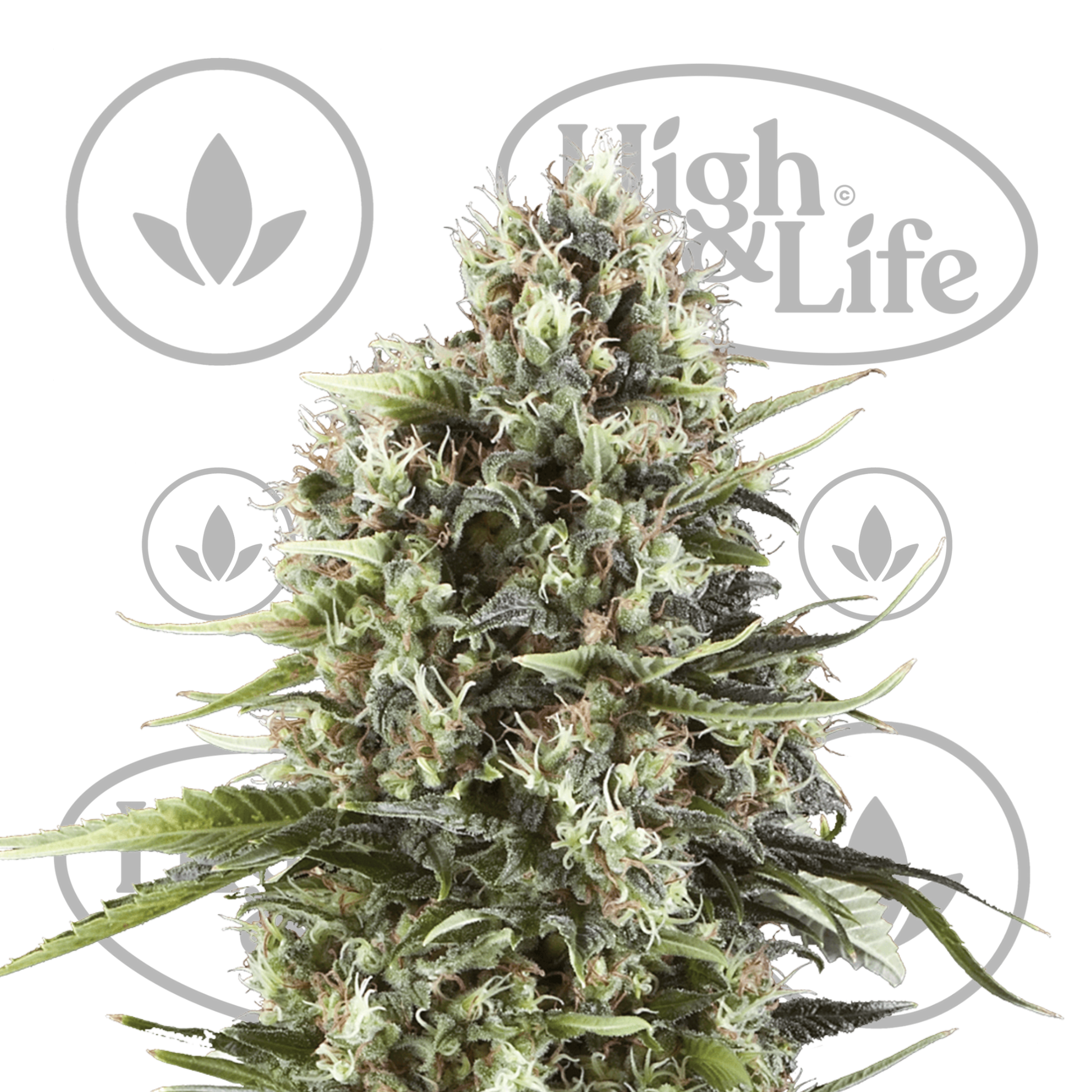 Osta Chocolate Haze kannabiksen siemenet High & Life Storesta