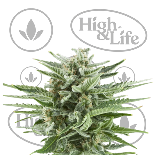 Osta Easy Bud (Auto) kannabiksen siemenet High & Life Storesta
